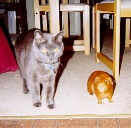 Pumpkin & Tasha, under the table